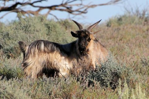 Feral Goat (Capra hircus)